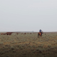 Cattle herd and cowboy on horseback on sagebrush rangeland under smoky sky.