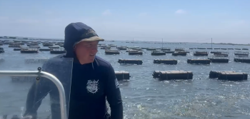 A man in a hooded jacket steers the boat away from the floating cages of the oyster farm. 