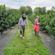 two people walking in a vegetated alleyway between rows of orchard trees in plastic mulch