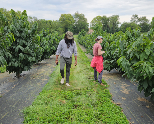 two people walking in a vegetated alleyway between rows of orchard trees in plastic mulch