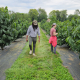 two people walking in a vegetated alleyway between rows of orchard trees in plastic mulch