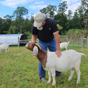 A man wearing a hat leans over a meat goat in a field with other goats, bordered by trees.