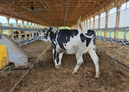 black and white dairy cow enters a stanchion in an open-sided barn