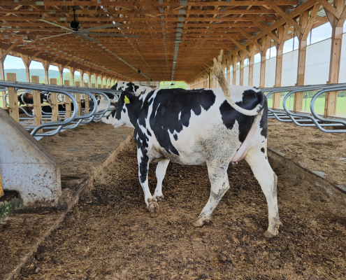 black and white dairy cow enters a stanchion in an open-sided barn