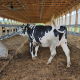 black and white dairy cow enters a stanchion in an open-sided barn