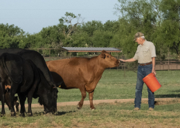 A man holding a bucket stands amid a group of cattle, reaching out to touch one on the nose