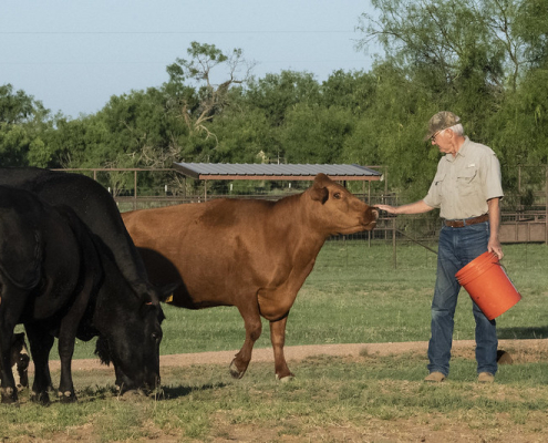 A man holding a bucket stands amid a group of cattle, reaching out to touch one on the nose