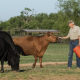 A man holding a bucket stands amid a group of cattle, reaching out to touch one on the nose