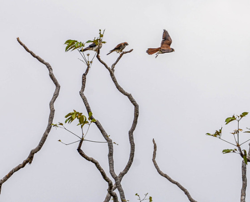 two American kestrels sit in bare tree branches against gray sky, while a third bird flies by