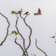 two American kestrels sit in bare tree branches against gray sky, while a third bird flies by