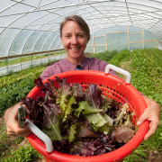 person standing in high tunnel, holding up large basket of lettuce