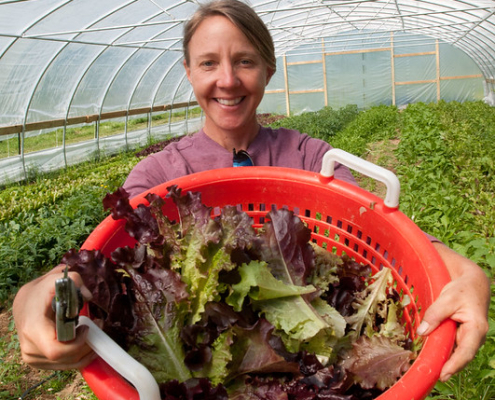 person standing in high tunnel, holding up large basket of lettuce
