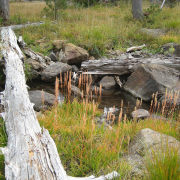 flowers bloom along a small waterway bordered by rocks and downed dead trees.