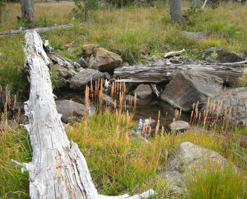 flowers bloom along a small waterway bordered by rocks and downed dead trees.