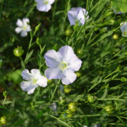 down shot of blue flax flowers in green vegetation
