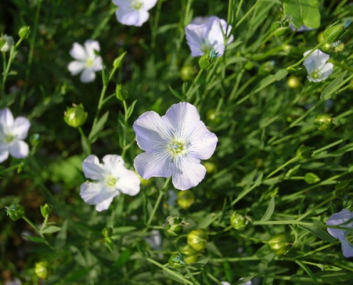down shot of blue flax flowers in green vegetation