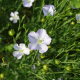 down shot of blue flax flowers in green vegetation