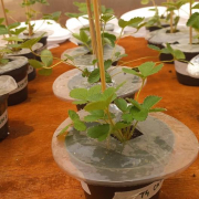 strawberry plants in pots, surrounded by disks of biodegradable film