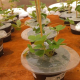 strawberry plants in pots, surrounded by disks of biodegradable film