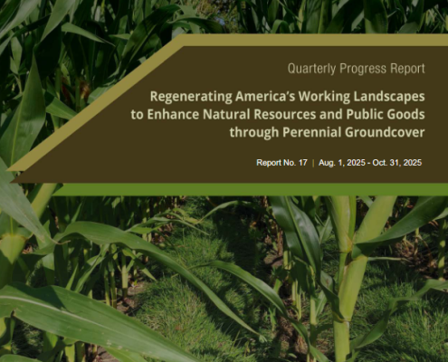 cover of RegenPGC quarterly report with cover crop in corn photo