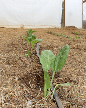 Vegetable starts that were just planted grow alongside a drip irrigation tape in a high tunnel. 