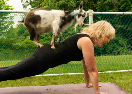 Woman in black yoga clothes smiles as a goat climbs on her back while she planks on a yoga mat outside.