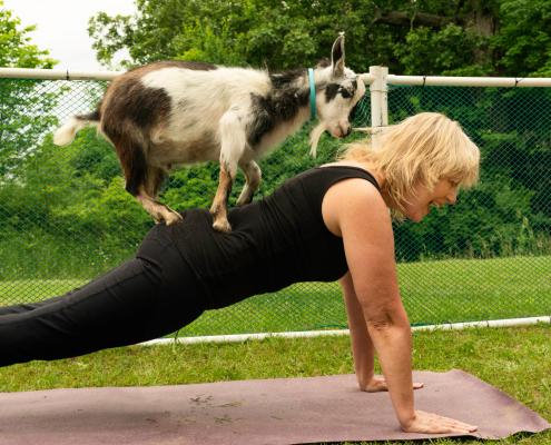 Woman in black yoga clothes smiles as a goat climbs on her back while she planks on a yoga mat outside.