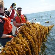 Three people stand looking at a rack of seaweed, with ocean and sky in background.