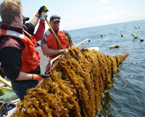 Three people stand looking at a rack of seaweed, with ocean and sky in background.