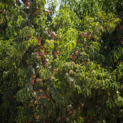 tree covered with leaves and peaches