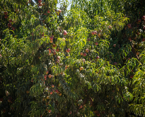 tree covered with leaves and peaches