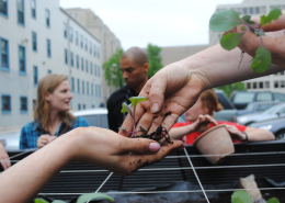 a kale seedling passes from one hand to another in front of an urban scene