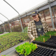 angled portrait of person in high tunnel holding tray of green seedling plants