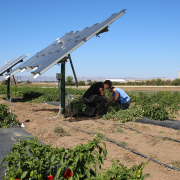farmworkers in shade of solar panels