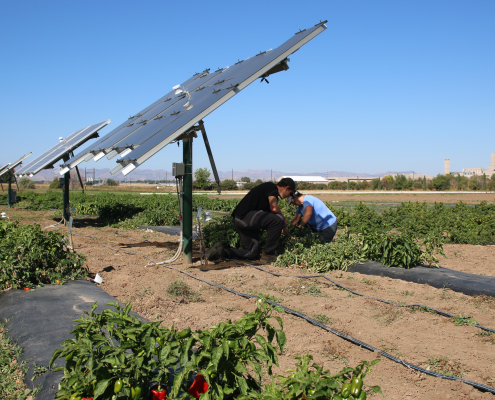farmworkers in shade of solar panels