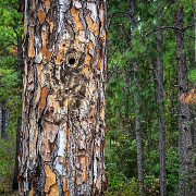 longleaf pine tree trunk with additional trees in background