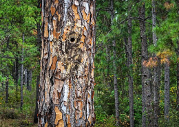 longleaf pine tree trunk with additional trees in background