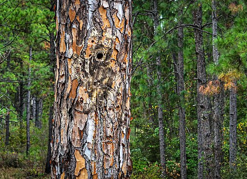 longleaf pine tree trunk with additional trees in background