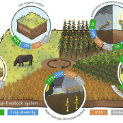 drawn graphic highlighting integrated crop-livestock system features