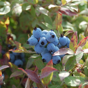 blueberries growing on a bush