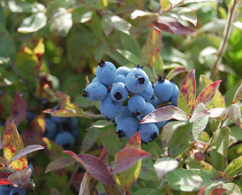 blueberries growing on a bush