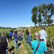 a group of people walking away along the edge of fields of flowers under blue sky