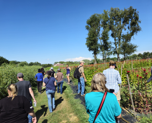 a group of people walking away along the edge of fields of flowers under blue sky
