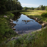 waterway flowing through meadow in shade of trees