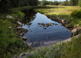 waterway flowing through meadow in shade of trees