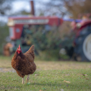 A chicken walks across grass past a tractor in the background