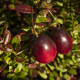 close view of two cranberries growing on a bush