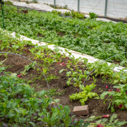 rows of vegetables growing in a high tunnel