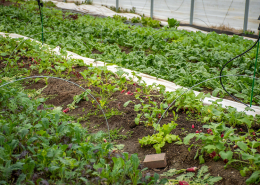 rows of vegetables growing in a high tunnel