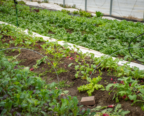 rows of vegetables growing in a high tunnel